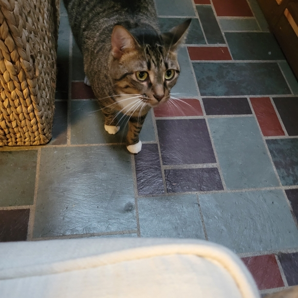 Meet your Posher, Elizabeth - Picture 4 of 10